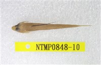 藏品(小骨鰧)的圖片